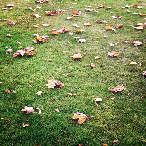 autumn leaves grass