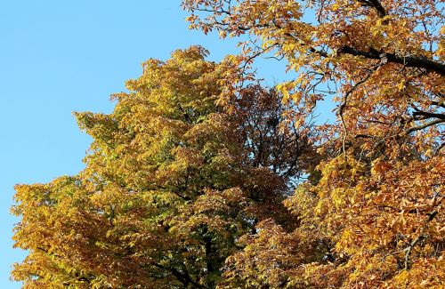 autumn trees golden autumn