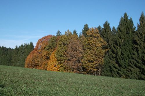 autumn forest nature