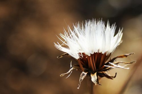 autumn flower fluff