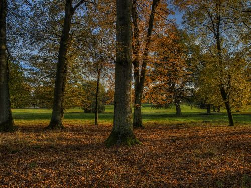 autumn herbsstimmung forest