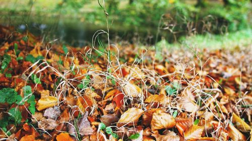 autumn fall leaves