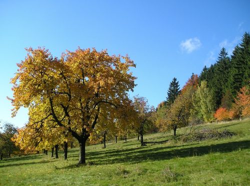autumn tree jizera mountains
