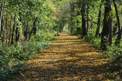 autumn colorful away