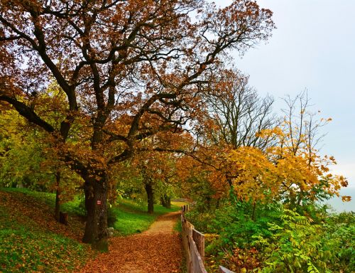 autumn leaves forest