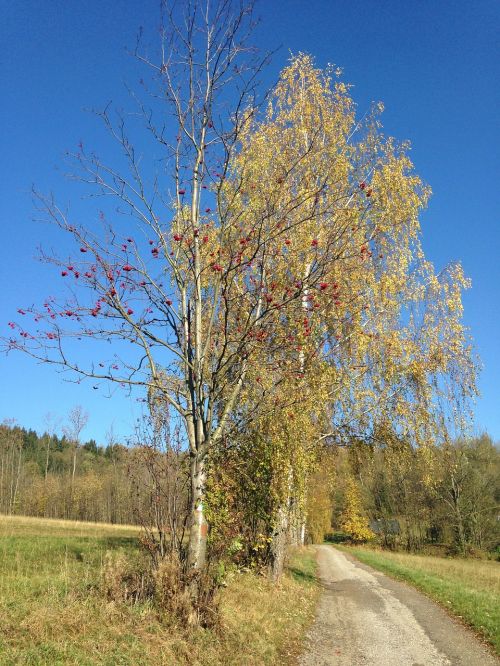 autumn birch path