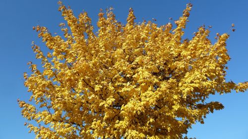 autumn tree leaves