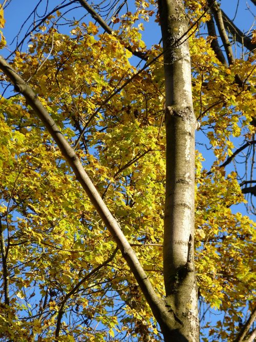 autumn leaves tree