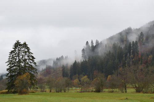 autumn fog forest