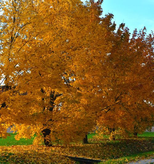 autumn wood leaves