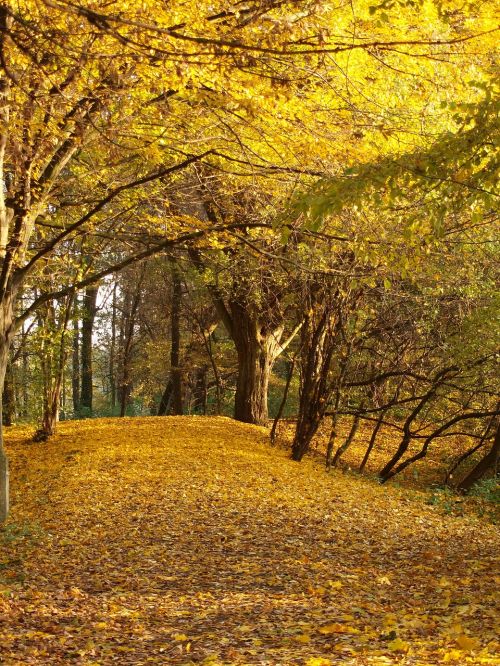 autumn foliage yellow leaves