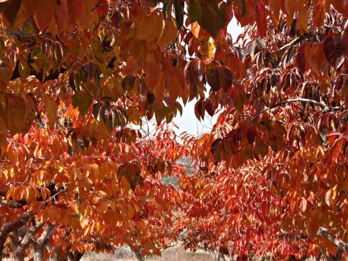 autumn persimmons caquisero sheet