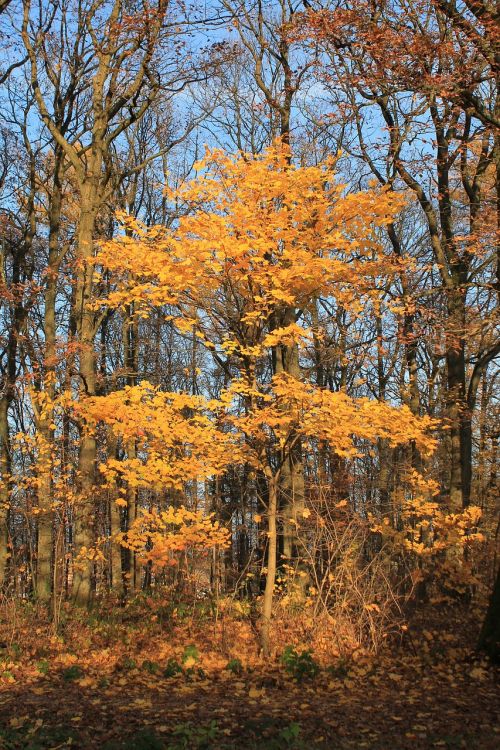 autumn tree orange