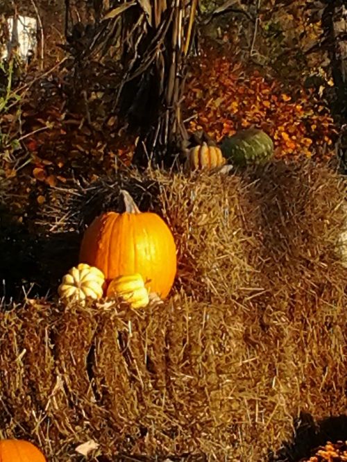 autumn pumpkin halloween
