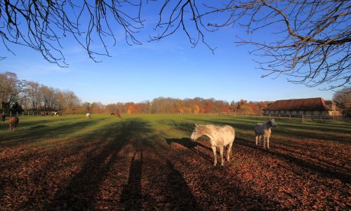 autumn horses shadow