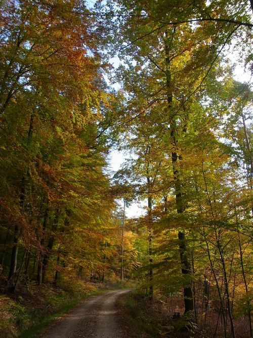 autumn forest trees