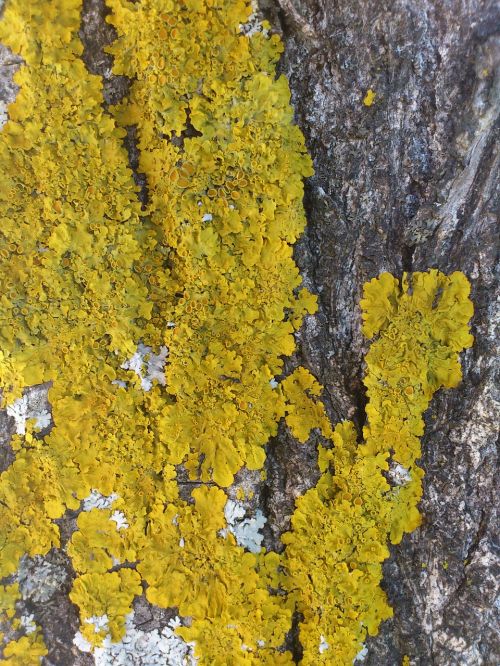 autumn lichen tree