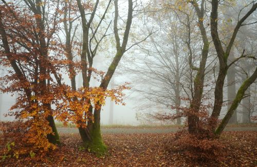 autumn fog trees