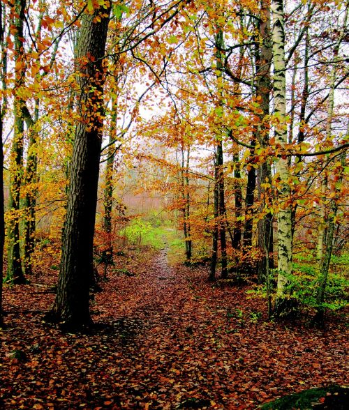 autumn autumn trees forest