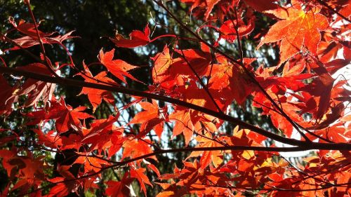 autumn acre red