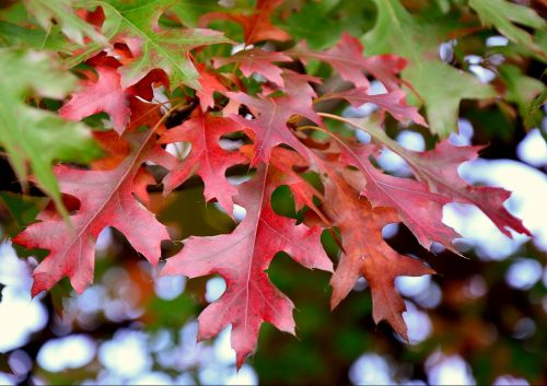 autumn foliage colors