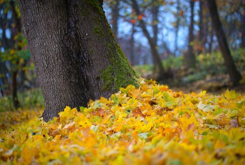 autumn foliage nature