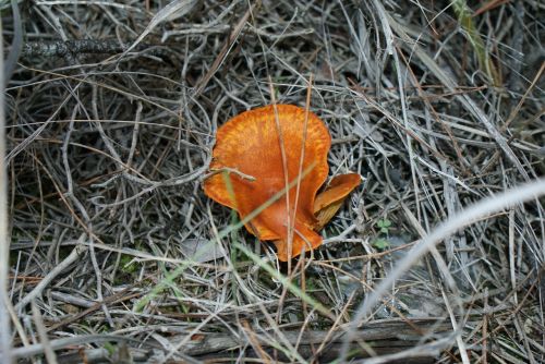 autumn forest mushrooms