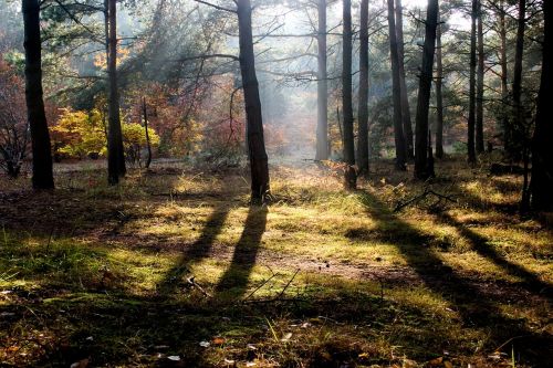 autumn forest yellow