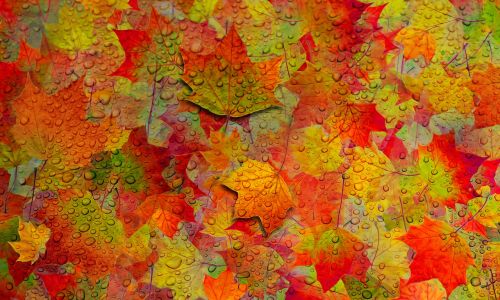 autumn leaf foliage