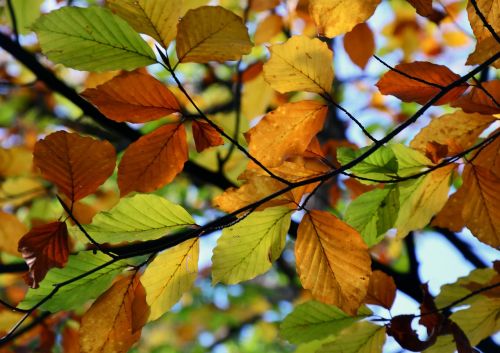 autumn colors green