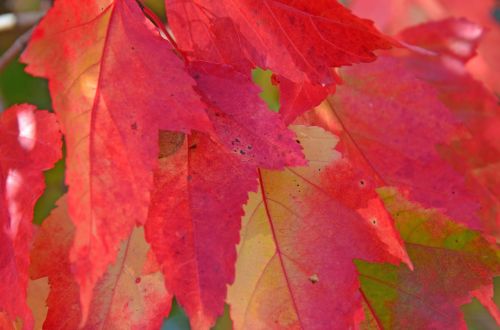 autumn leaves forest