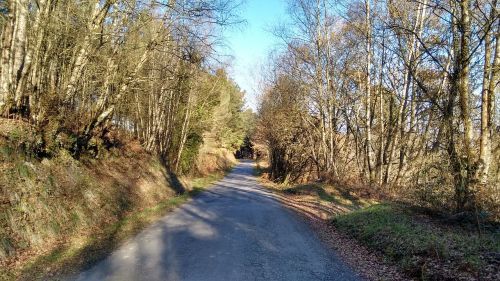 autumn road trees