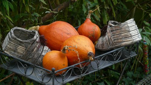 autumn halloween pumpkin