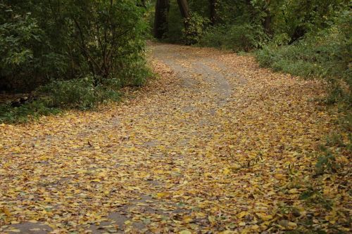 autumn road twist