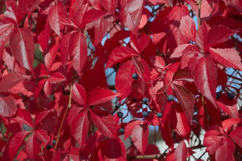 autumn leaves red