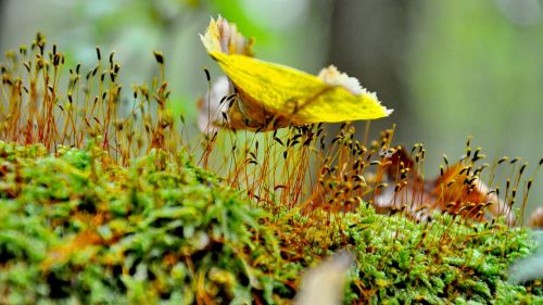 autumn foliage yellow