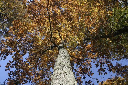 autumn foliage tree