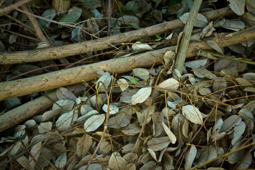 autumn dry leaves