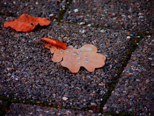 autumn dew leaves