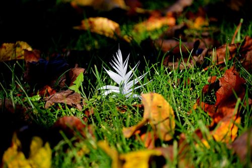 autumn colors foliage