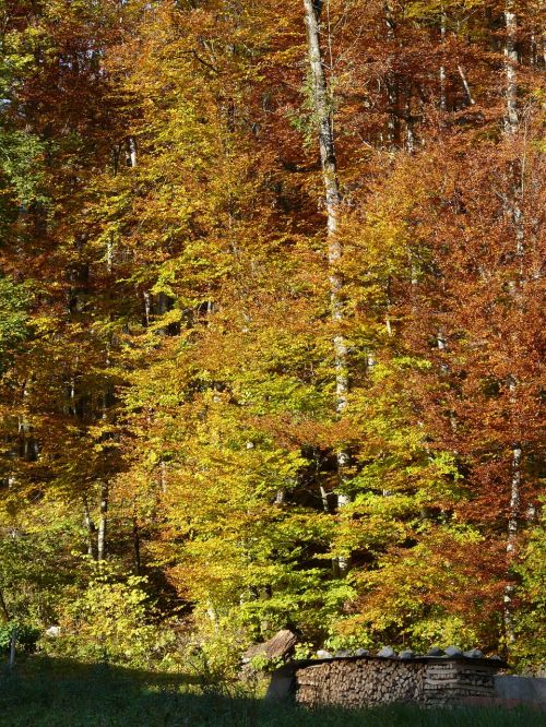 autumn fall color autumn forest