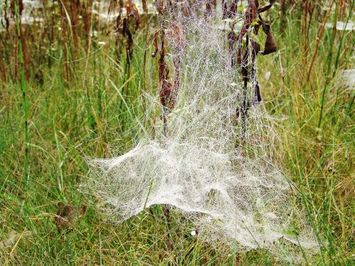 autumn web nature