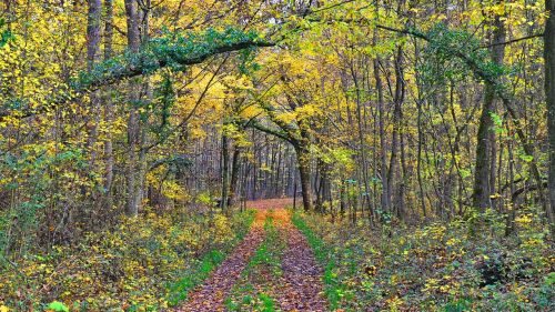 autumn avar forest