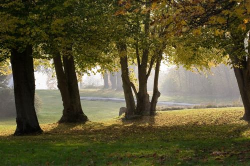 autumn lens trees