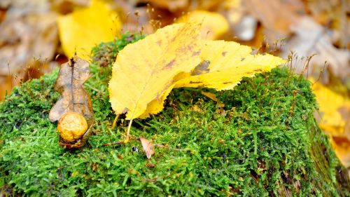 autumn yellow foliage