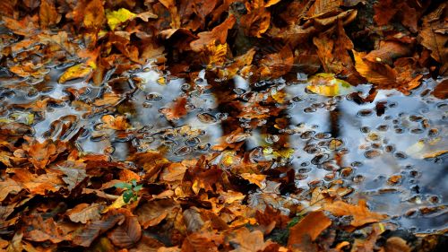 autumn yellow foliage