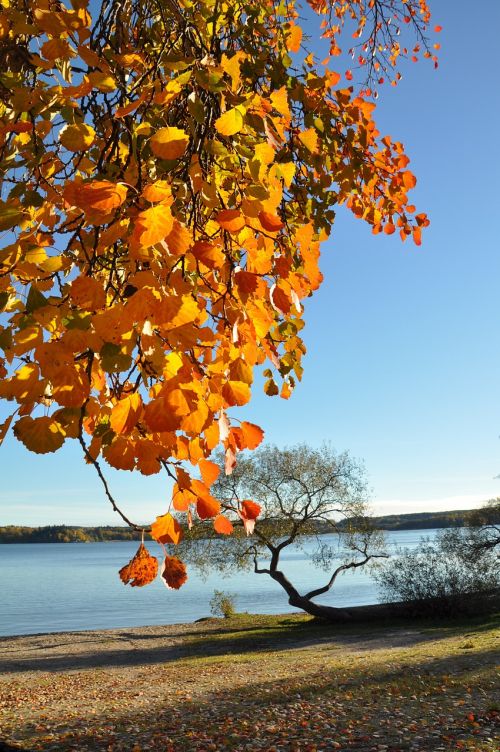 autumn beach leaf