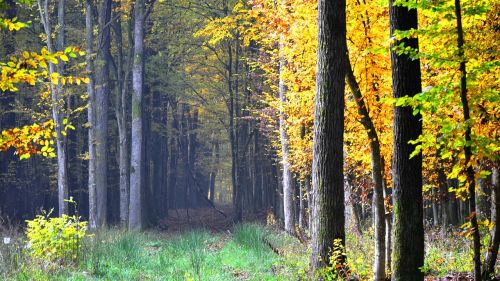 autumn forest nature