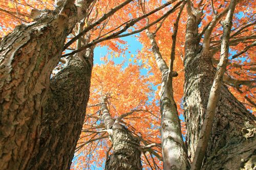 autumn leaves vibrant