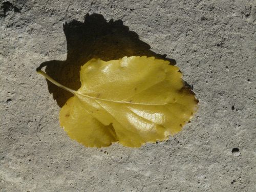 autumn leaf poplar leaf